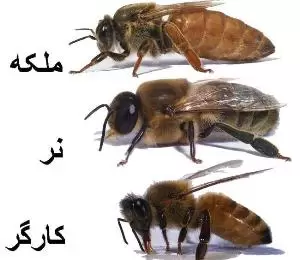 انواع زنبور های عسل